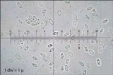Royoporus badius image