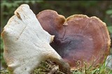 Royoporus badius image