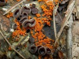 Thelebolus terrestris image