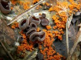 Thelebolus terrestris image