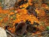 Thelebolus terrestris image