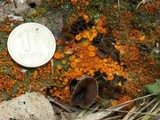 Thelebolus terrestris image
