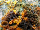 Thelebolus terrestris image