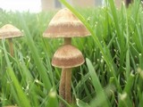 Panaeolus cinctulus image