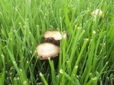Panaeolus cinctulus image