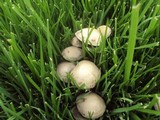 Panaeolus cinctulus image
