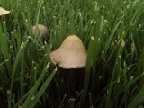 Panaeolus cinctulus image