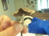 Panaeolus cinctulus image