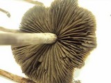 Panaeolus cinctulus image