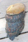 Phellinus igniarius image