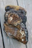 Phellinus igniarius image