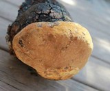 Phellinus igniarius image