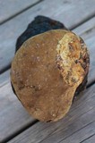 Phellinus igniarius image