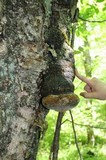 Phellinus igniarius image