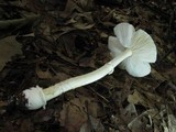 Amanita velatipes image