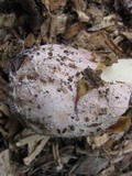 Phallus ravenelii image