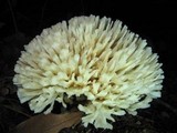 Tremellodendron pallidum image