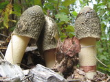 Phallus ravenelii image