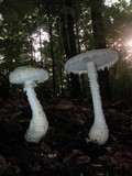 Amanita magniradix image