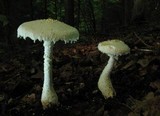 Amanita magniradix image