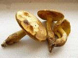 Boletus innixus image