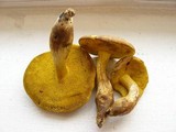 Boletus innixus image