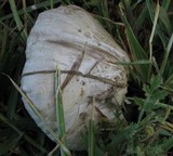 Agaricus solidipes image