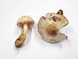 Agaricus semotus image