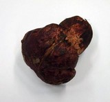 Boletus legaliae image