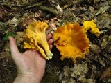 Cantharellus lateritius image