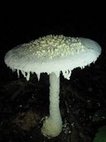 Amanita magniradix image
