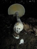 Amanita magniradix image