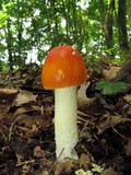 Amanita parcivolvata image