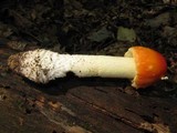 Amanita parcivolvata image