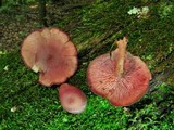 Callistosporium purpureomarginatum image