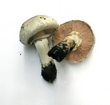 Agaricus hondensis image