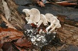 Clitocybe sclerotoidea image