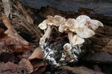 Clitocybe sclerotoidea image
