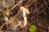 Clitocybe radicellata image