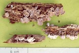 Panellus pusillus image