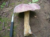 Tylopilus rubrobrunneus image