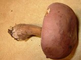 Tylopilus rubrobrunneus image