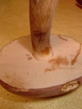 Tylopilus rubrobrunneus image