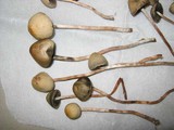 Panaeolus olivaceus image