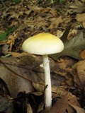 Amanita velatipes image