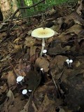 Amanita velatipes image