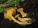 Cantharellus appalachiensis image