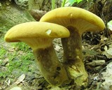 Tapinella atrotomentosa image