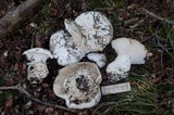 Hygrophorus subalpinus image