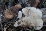 Lentinellus montanus image
